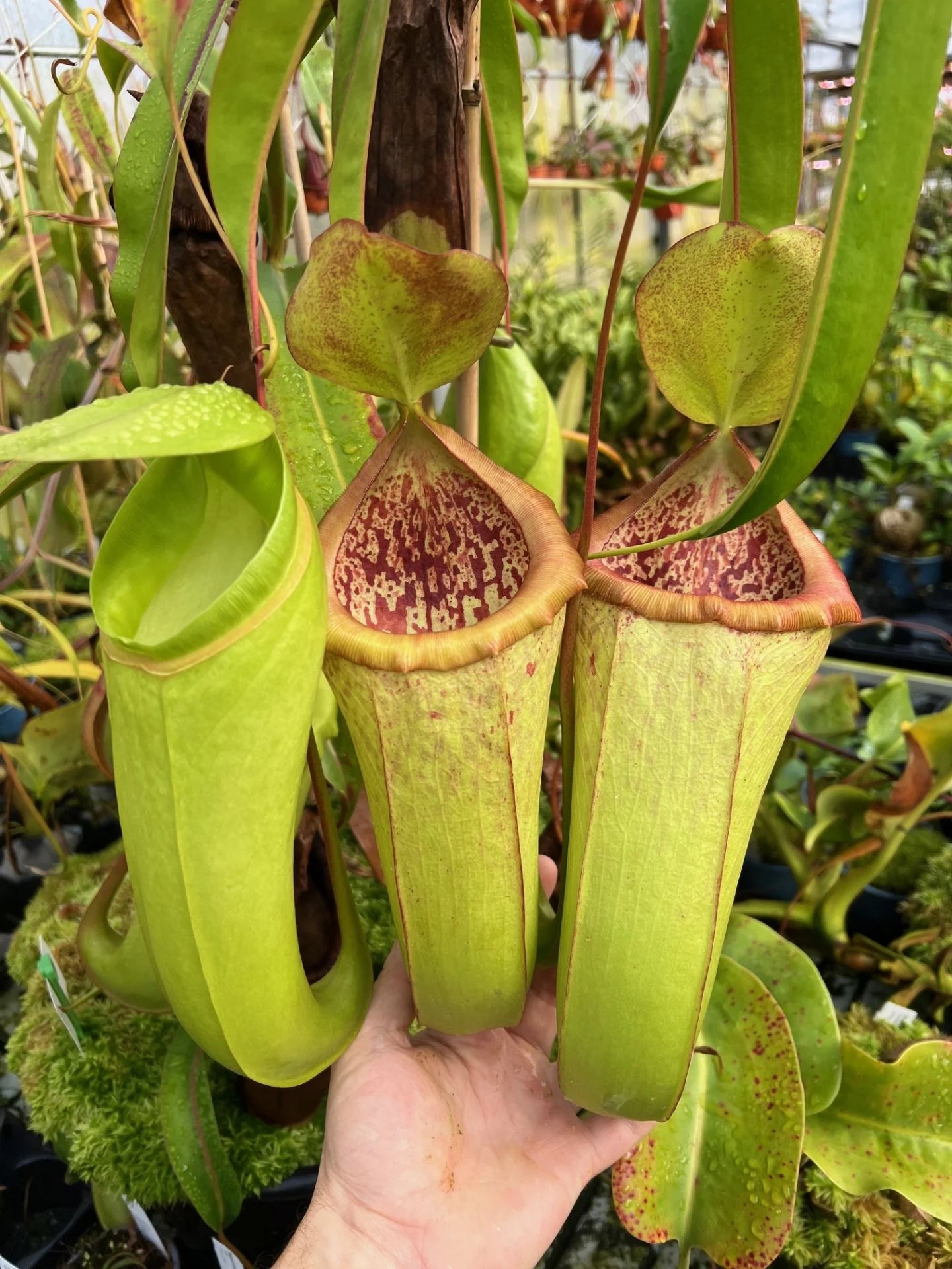 Nepenthes insignis (Tayeve, Irian Jaya) 大森食虫植物農園
