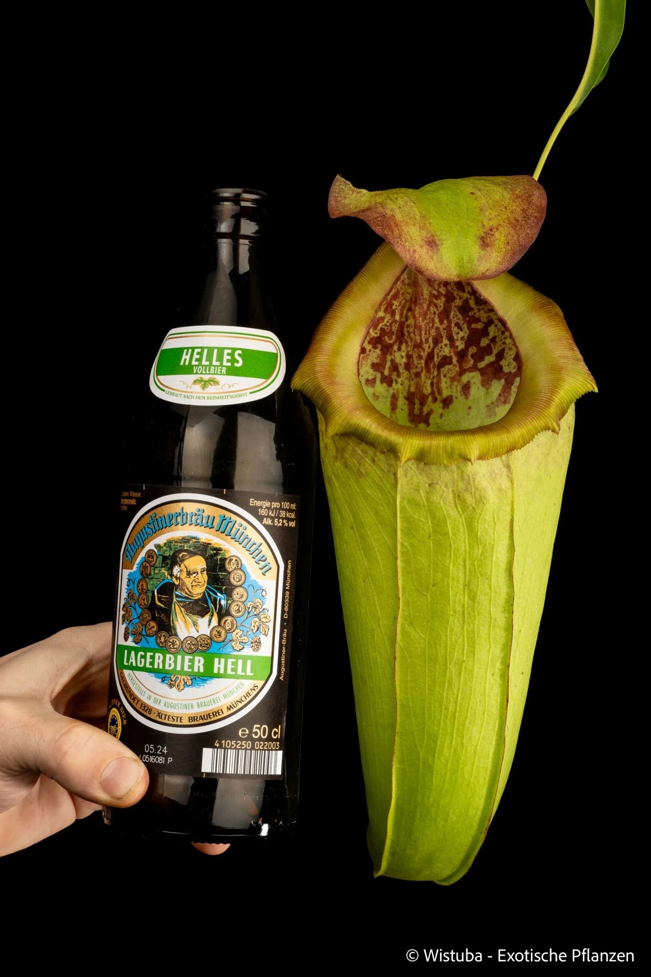 Nepenthes insignis (Tayeve, Irian Jaya) 大森食虫植物農園