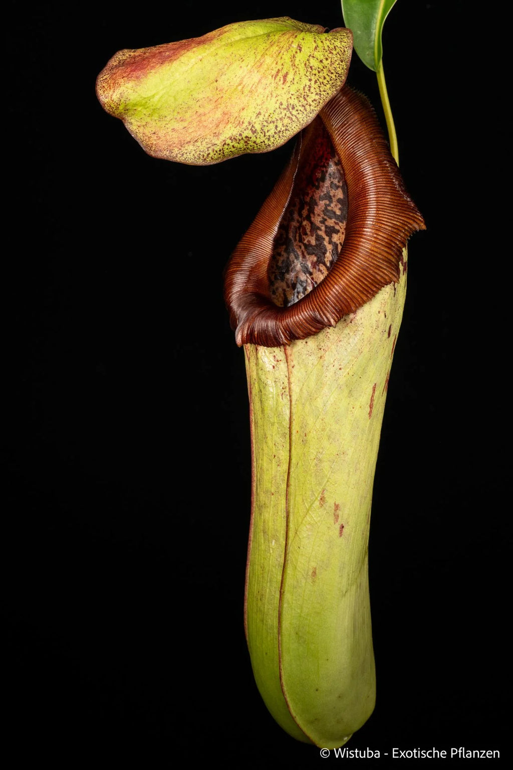 Nepenthes insignis (Tayeve, Irian Jaya) 大森食虫植物農園