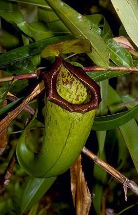Nepenthes insignis (Tayeve, Irian Jaya) 大森食虫植物農園