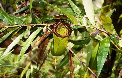 Nepenthes insignis (Tayeve, Irian Jaya) 大森食虫植物農園