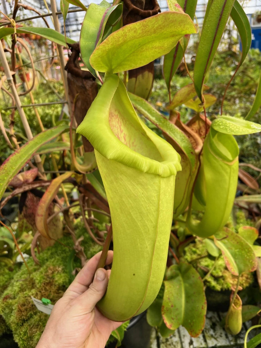Nepenthes insignis (Tayeve, Irian Jaya) 大森食虫植物農園