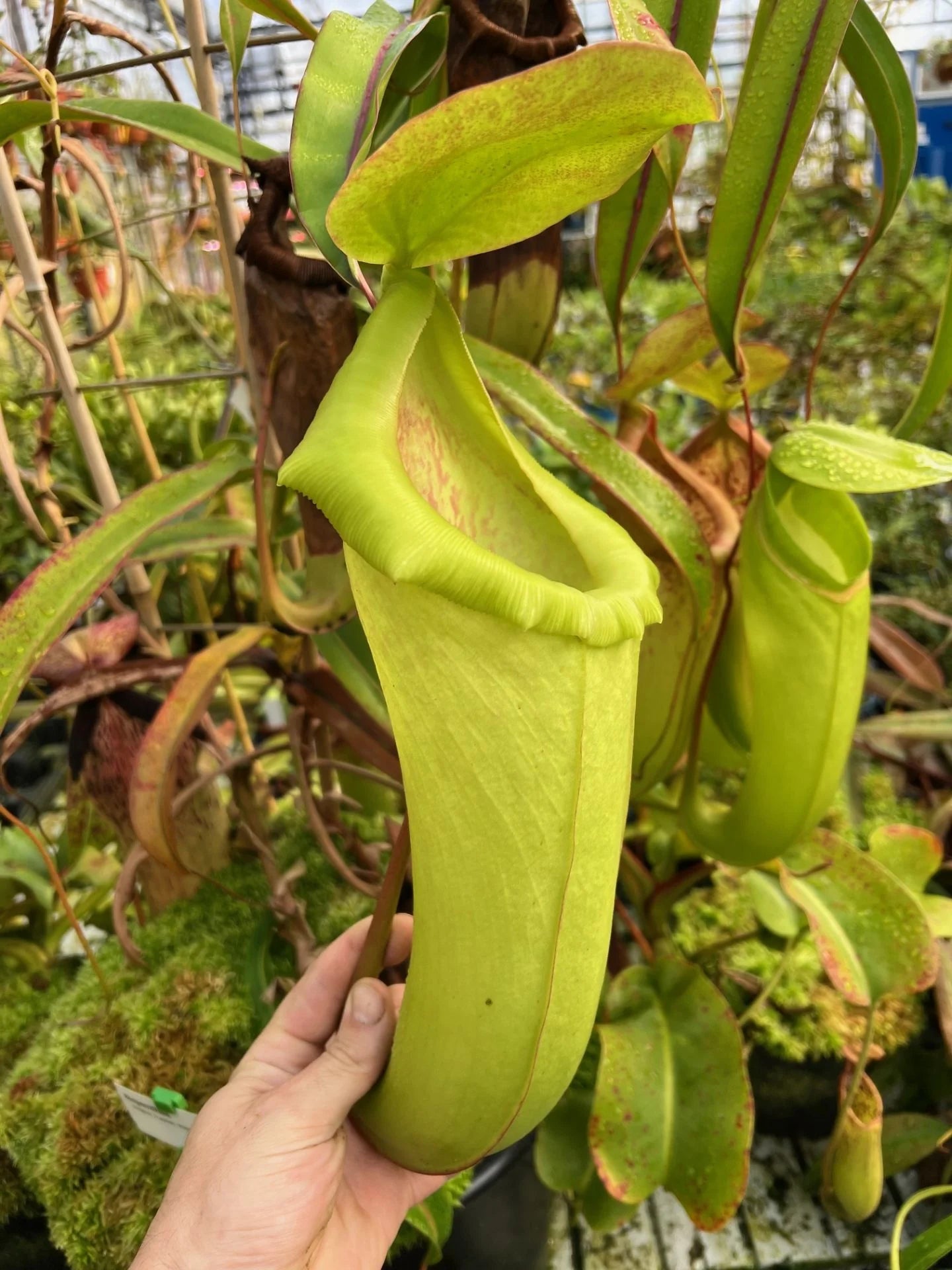 Nepenthes insignis (Tayeve, Irian Jaya) 大森食虫植物農園
