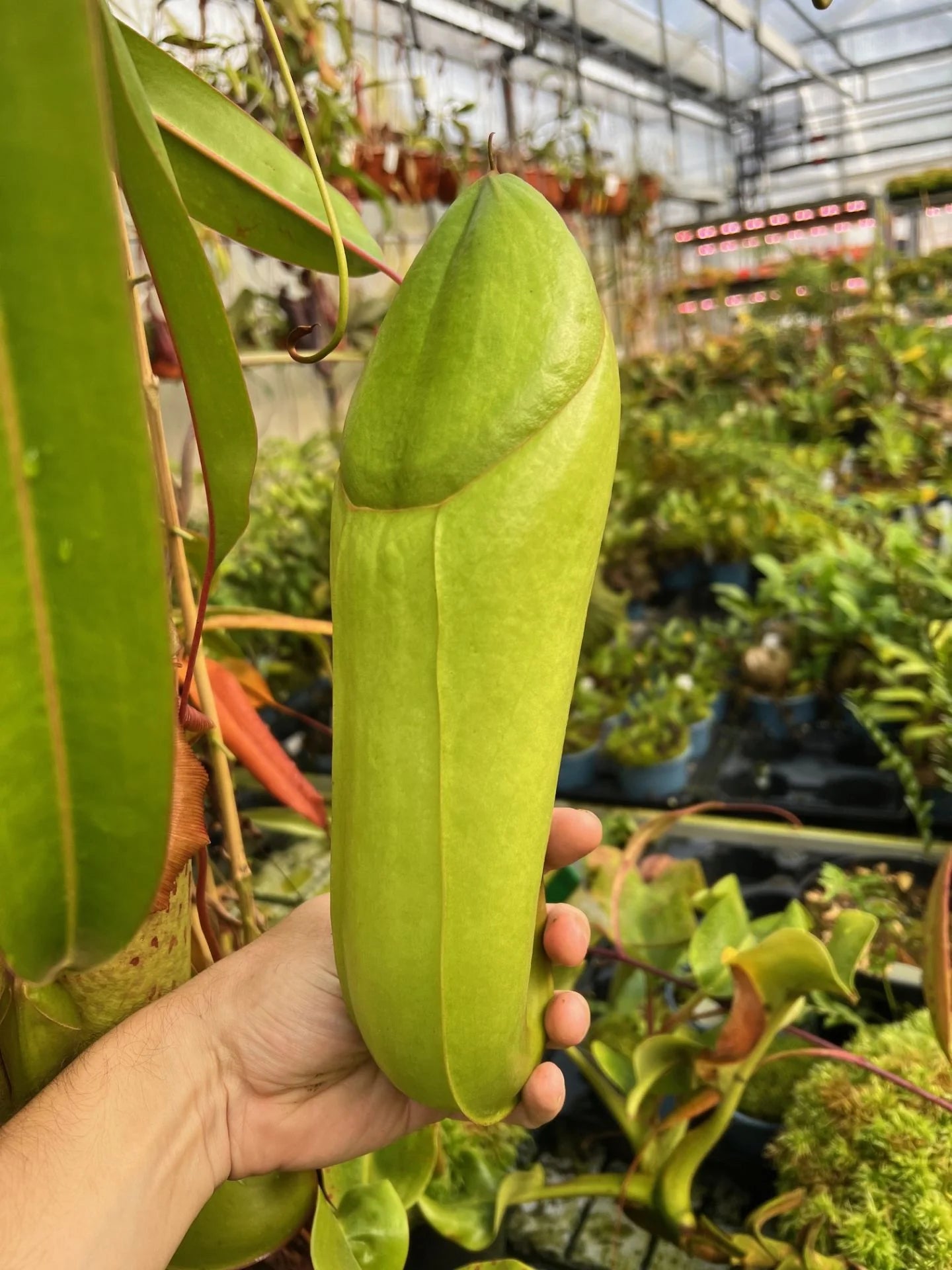 Nepenthes insignis (Tayeve, Irian Jaya) 大森食虫植物農園