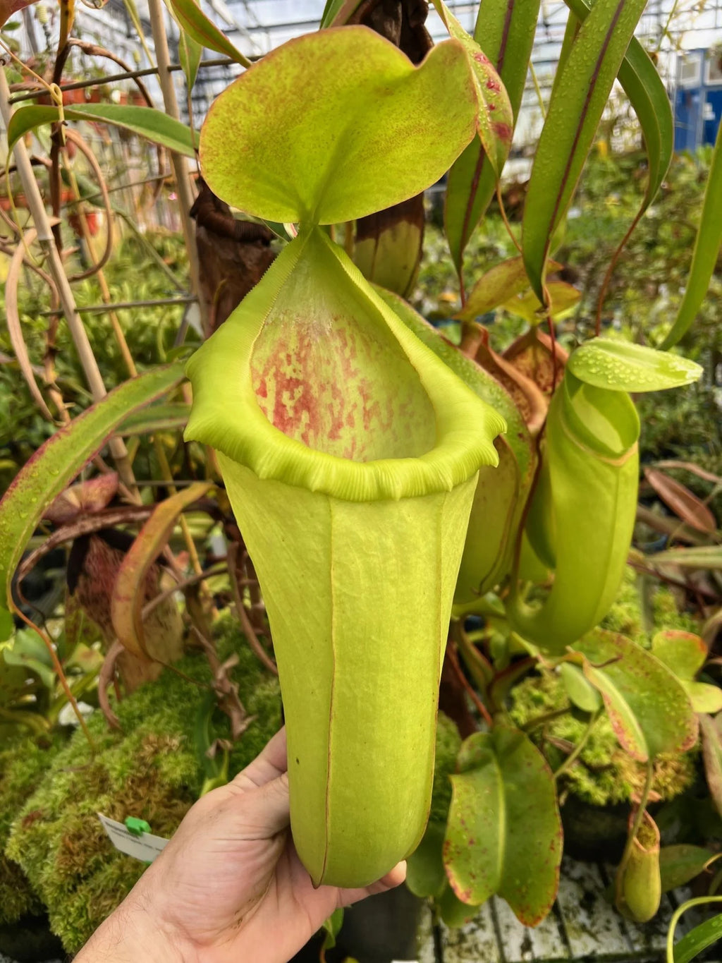 Nepenthes insignis (Tayeve, Irian Jaya) 大森食虫植物農園
