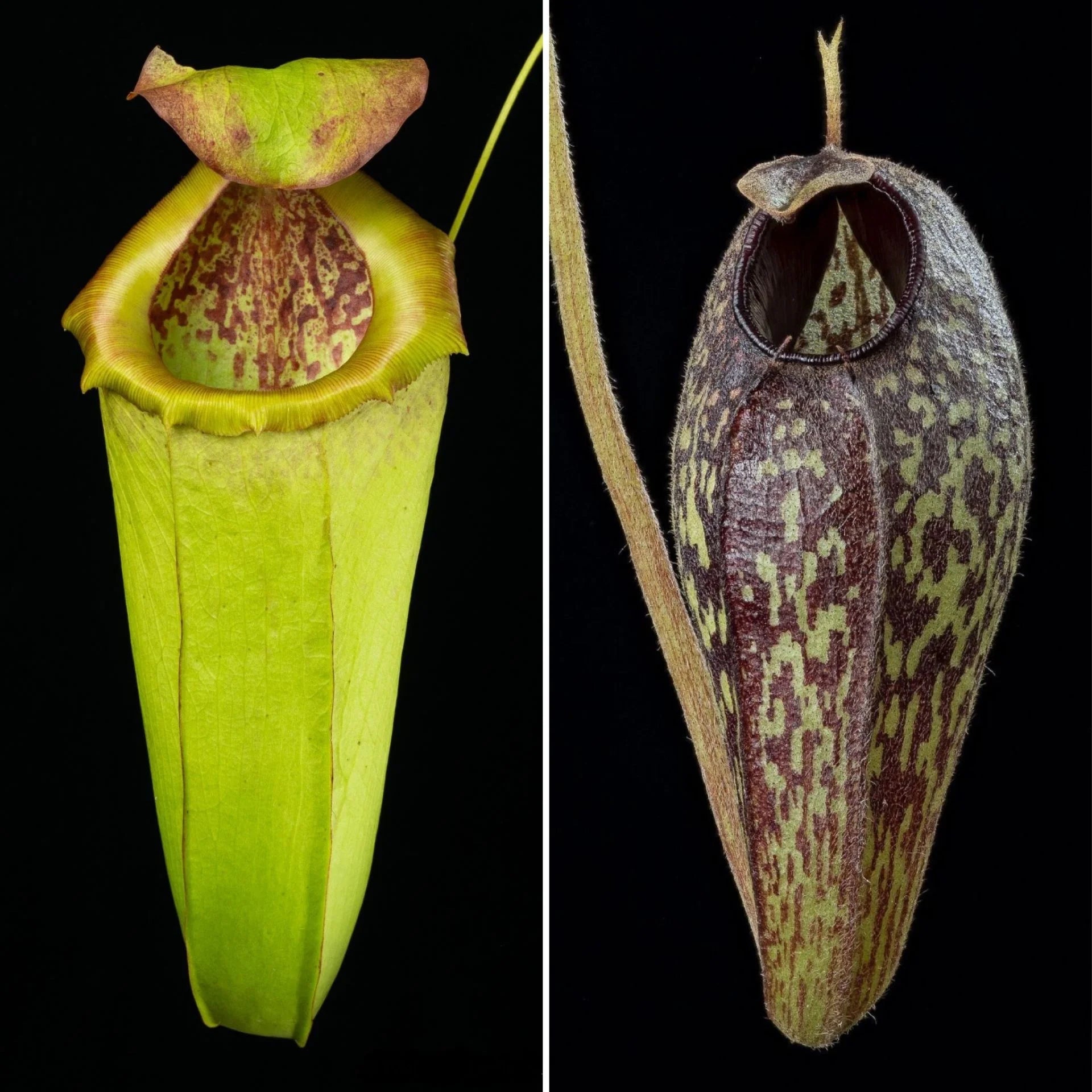 Nepenthes insignis (Tayeve) x aristolochioides 大森食虫植物農園