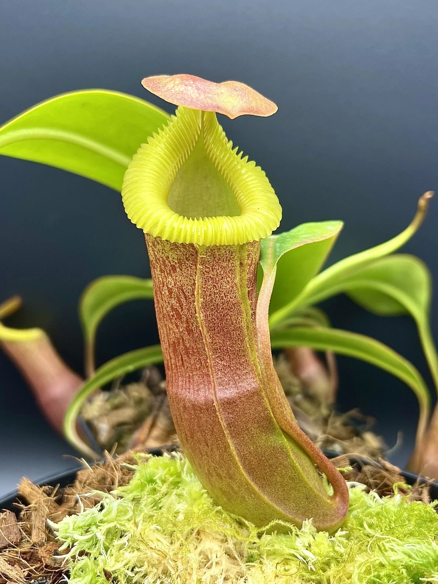Nepenthes insignis (Tayeve) x edwardsiana 大森食虫植物農園