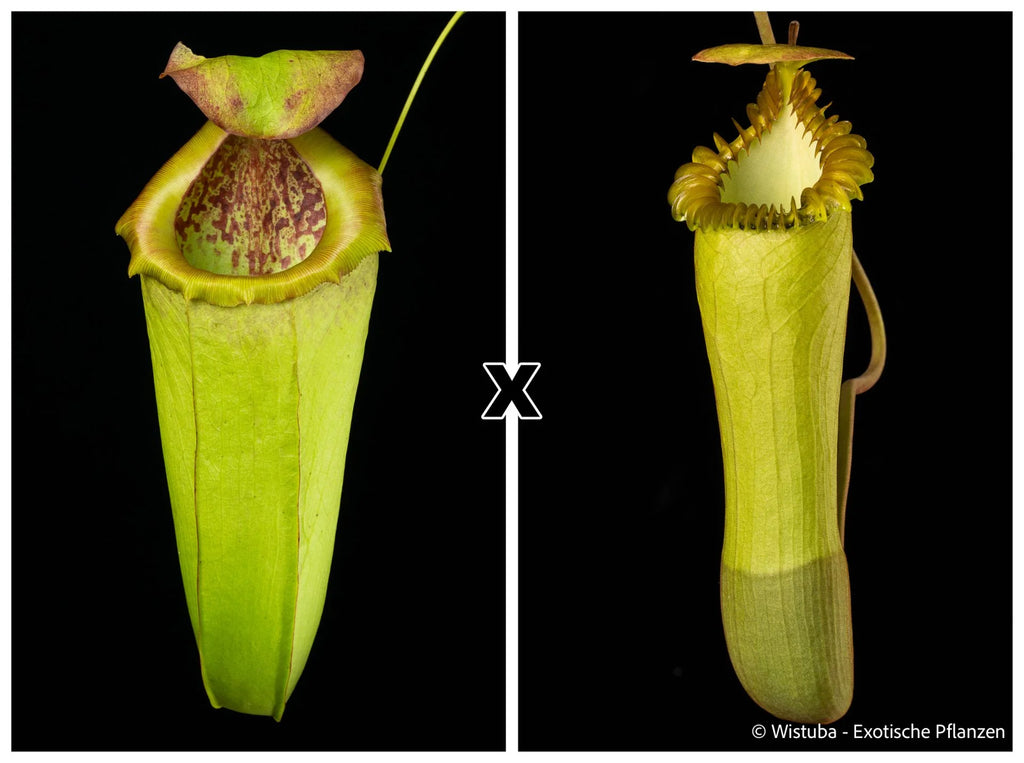 Nepenthes insignis (Tayeve) x edwardsiana 大森食虫植物農園