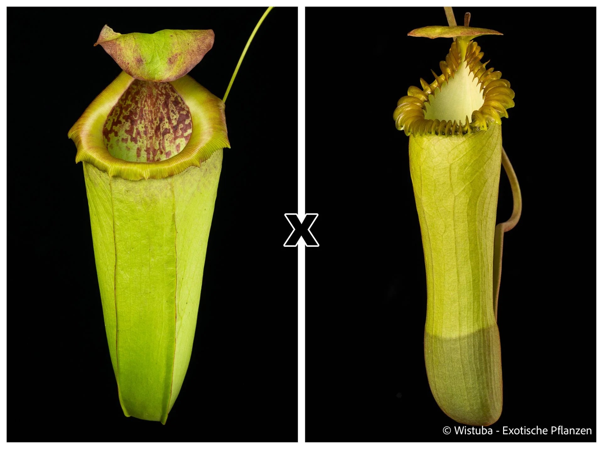 Nepenthes insignis (Tayeve) x edwardsiana 大森食虫植物農園
