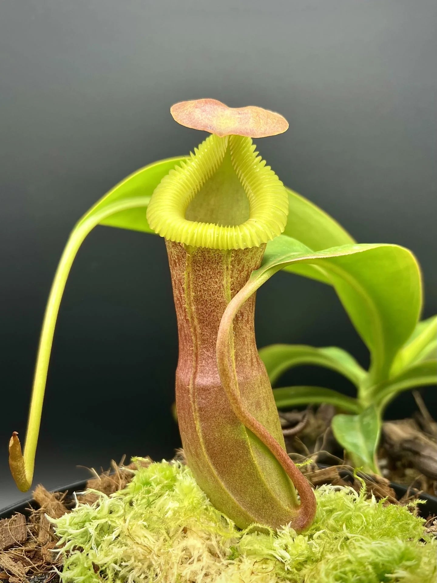 Nepenthes insignis (Tayeve) x edwardsiana 大森食虫植物農園