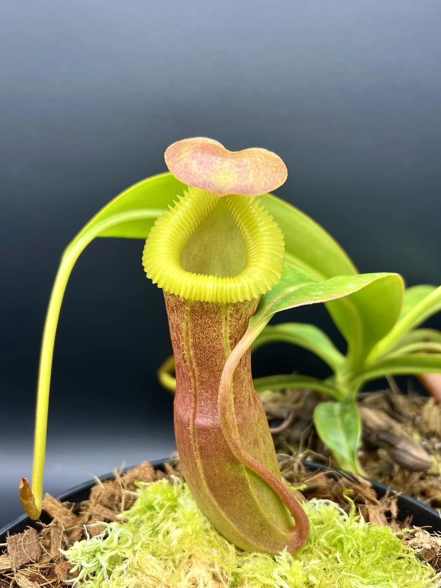 Nepenthes insignis (Tayeve) x edwardsiana 大森食虫植物農園