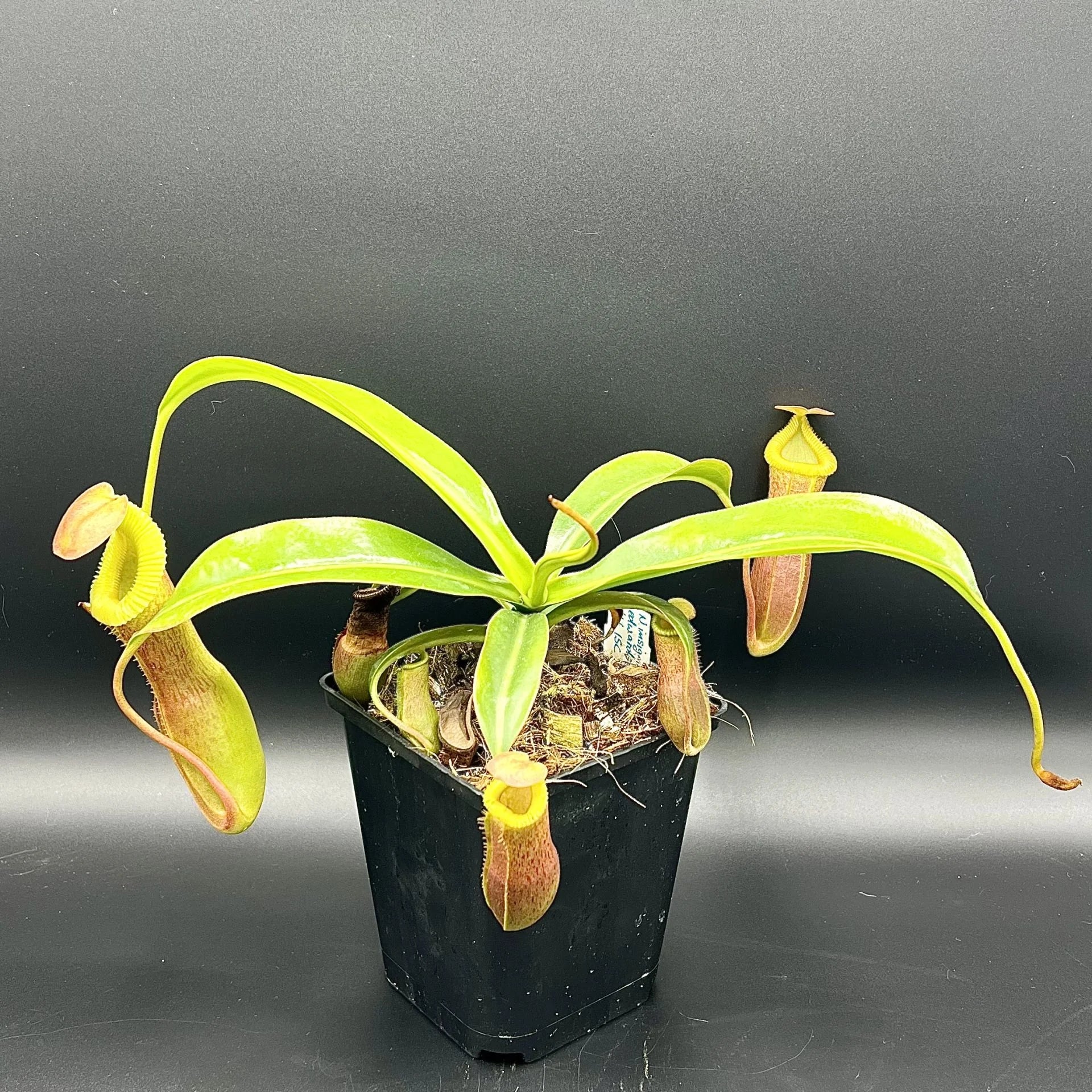Nepenthes insignis (Tayeve) x edwardsiana 大森食虫植物農園
