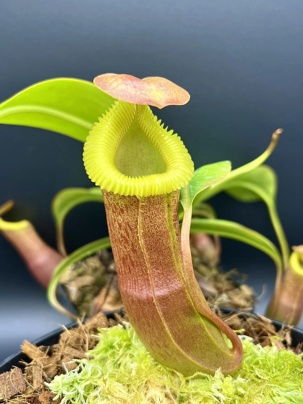 Nepenthes insignis (Tayeve) x edwardsiana 大森食虫植物農園