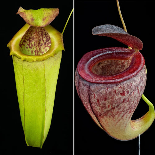 Nepenthes insignis (Tayeve) x tenuis 大森食虫植物農園