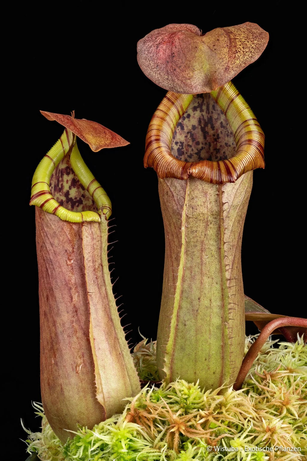 Nepenthes insignis (Tayeve) x truncata (red) 大森食虫植物農園