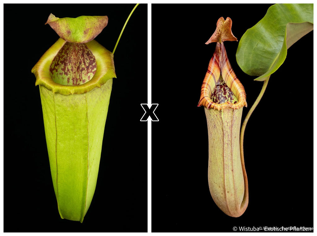 Nepenthes insignis (Tayeve) x truncata (red) 大森食虫植物農園