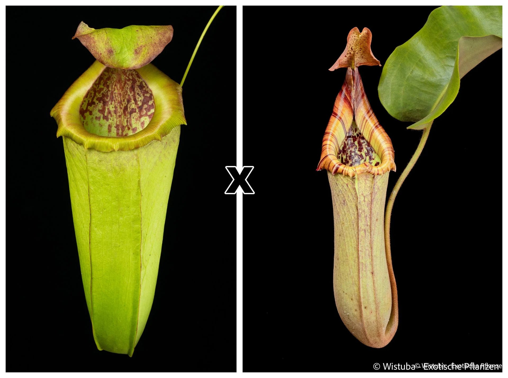 Nepenthes insignis (Tayeve) x truncata (red) 大森食虫植物農園