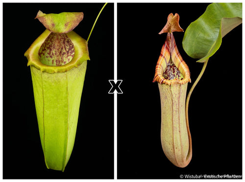 Nepenthes insignis (Tayeve) x truncata (red) 大森食虫植物農園