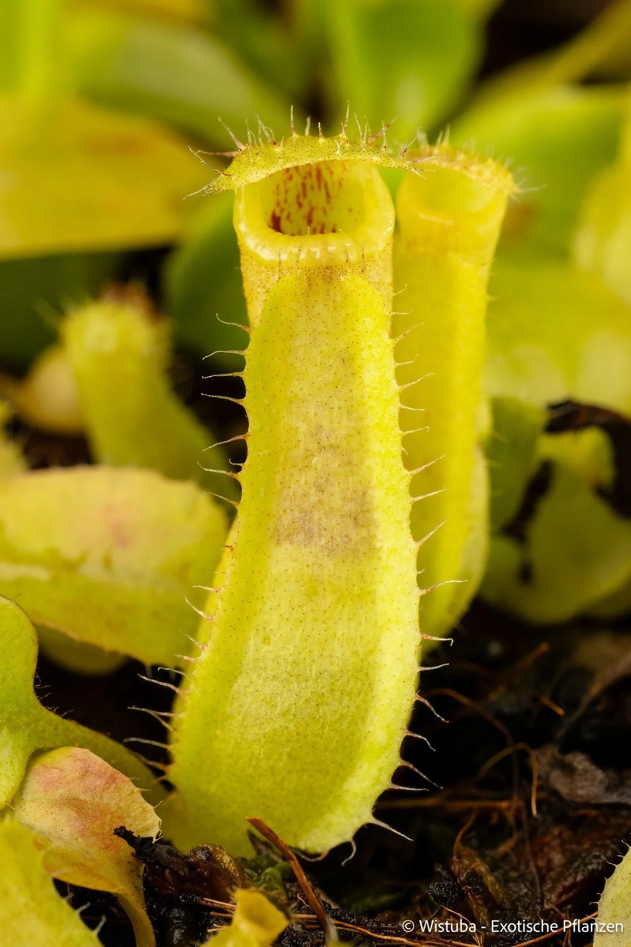 Nepenthes insignis (Tayeve) x truncata (red) 大森食虫植物農園