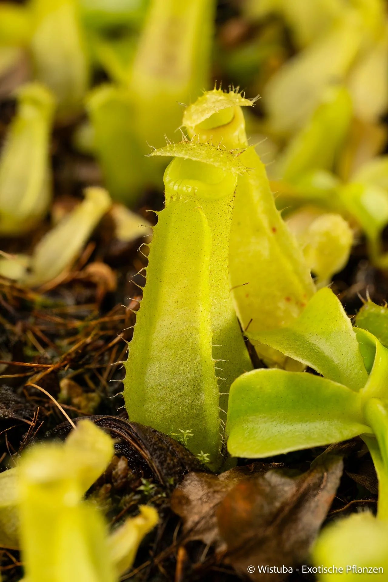 Nepenthes insignis (Tayeve) x truncata (red) 大森食虫植物農園