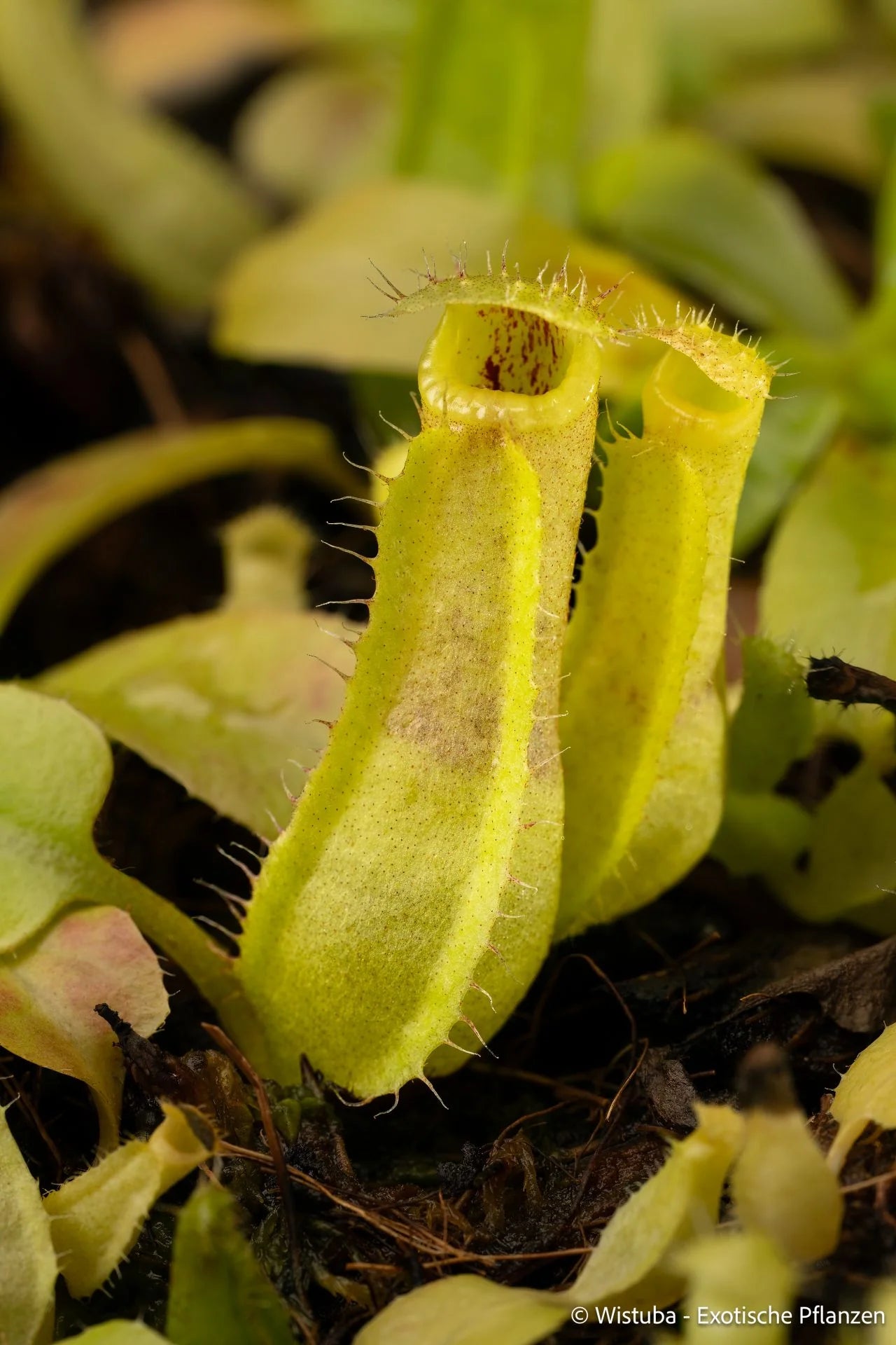 Nepenthes insignis (Tayeve) x truncata (red) 大森食虫植物農園