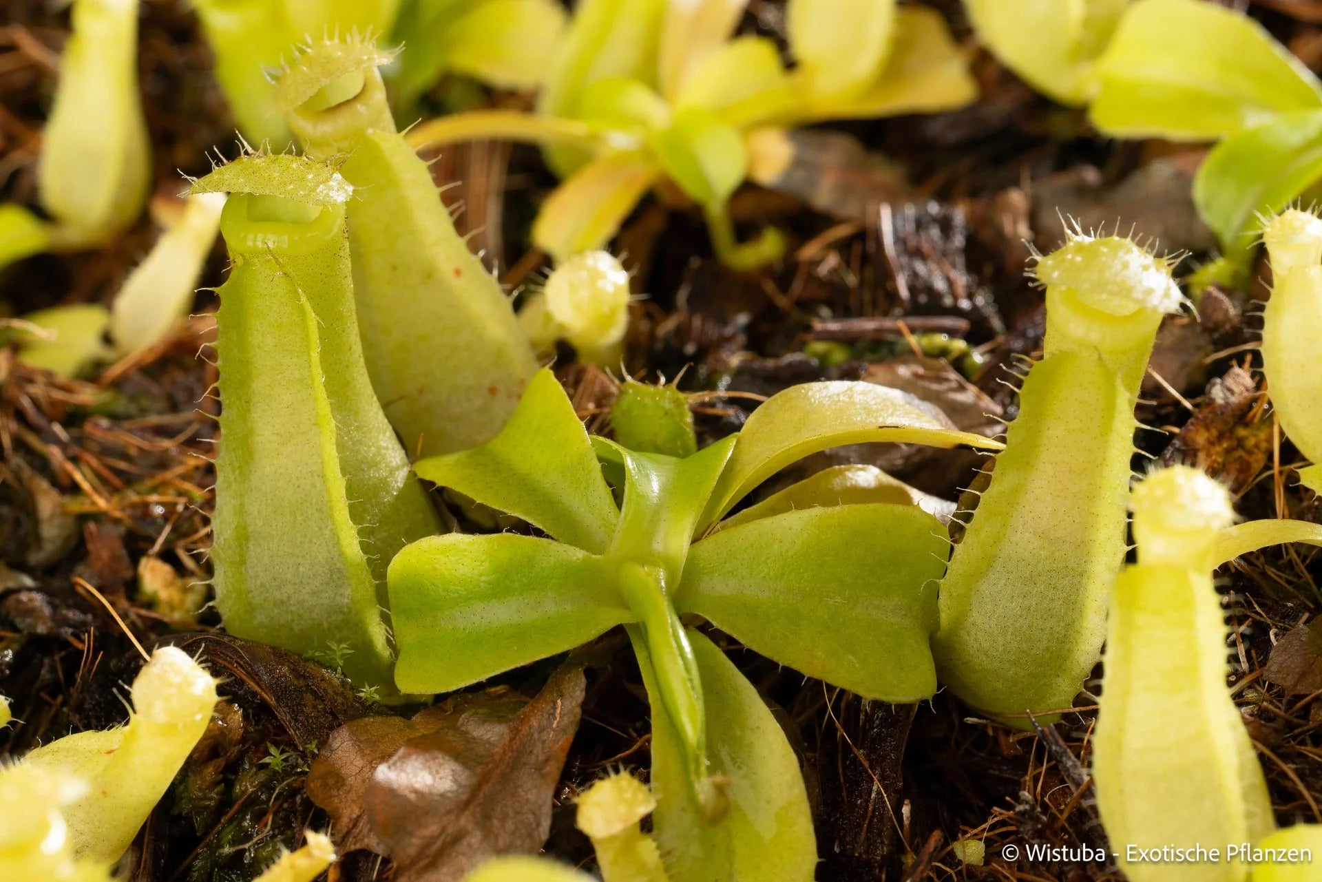 Nepenthes insignis (Tayeve) x truncata (red) 大森食虫植物農園