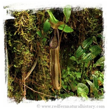 Nepenthes izumiae [BCP ID# N380] / 1株の苗, サイズ 4-8 cm 大森食虫植物農園
