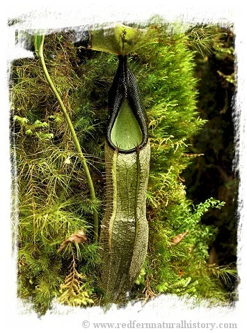 Nepenthes izumiae [BCP ID# N380] / 1株の苗, サイズ 4-8 cm 大森食虫植物農園
