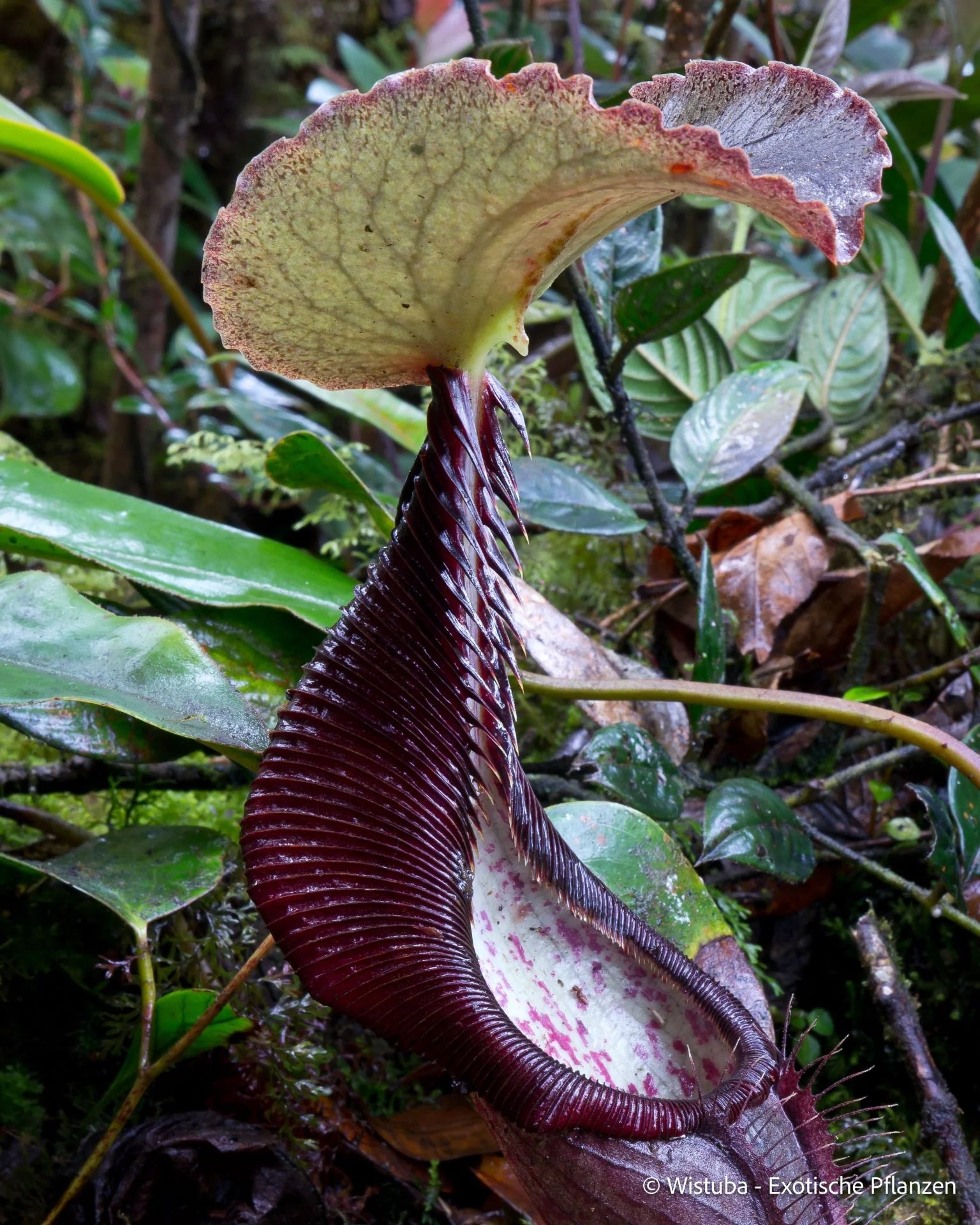 Nepenthes izumiae (Barisan, Sumatra) 大森食虫植物農園