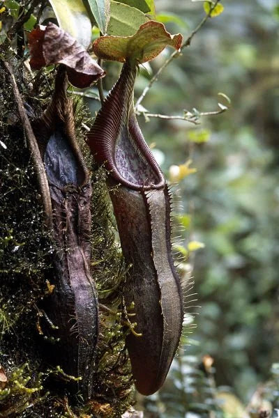 Nepenthes izumiae (Barisan, Sumatra) 大森食虫植物農園