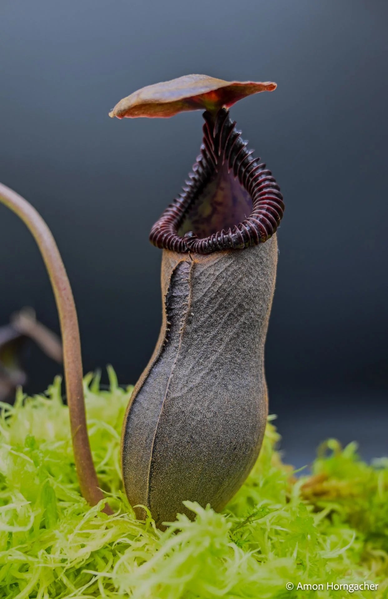Nepenthes izumiae x edwardsiana 大森食虫植物農園
