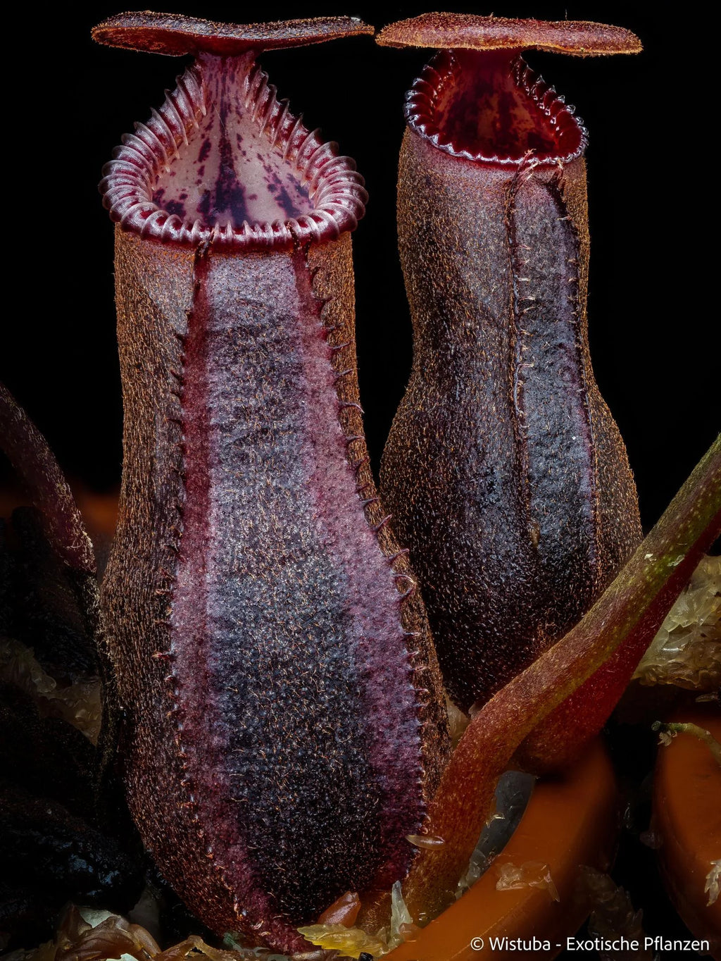 Nepenthes izumiae x edwardsiana 大森食虫植物農園