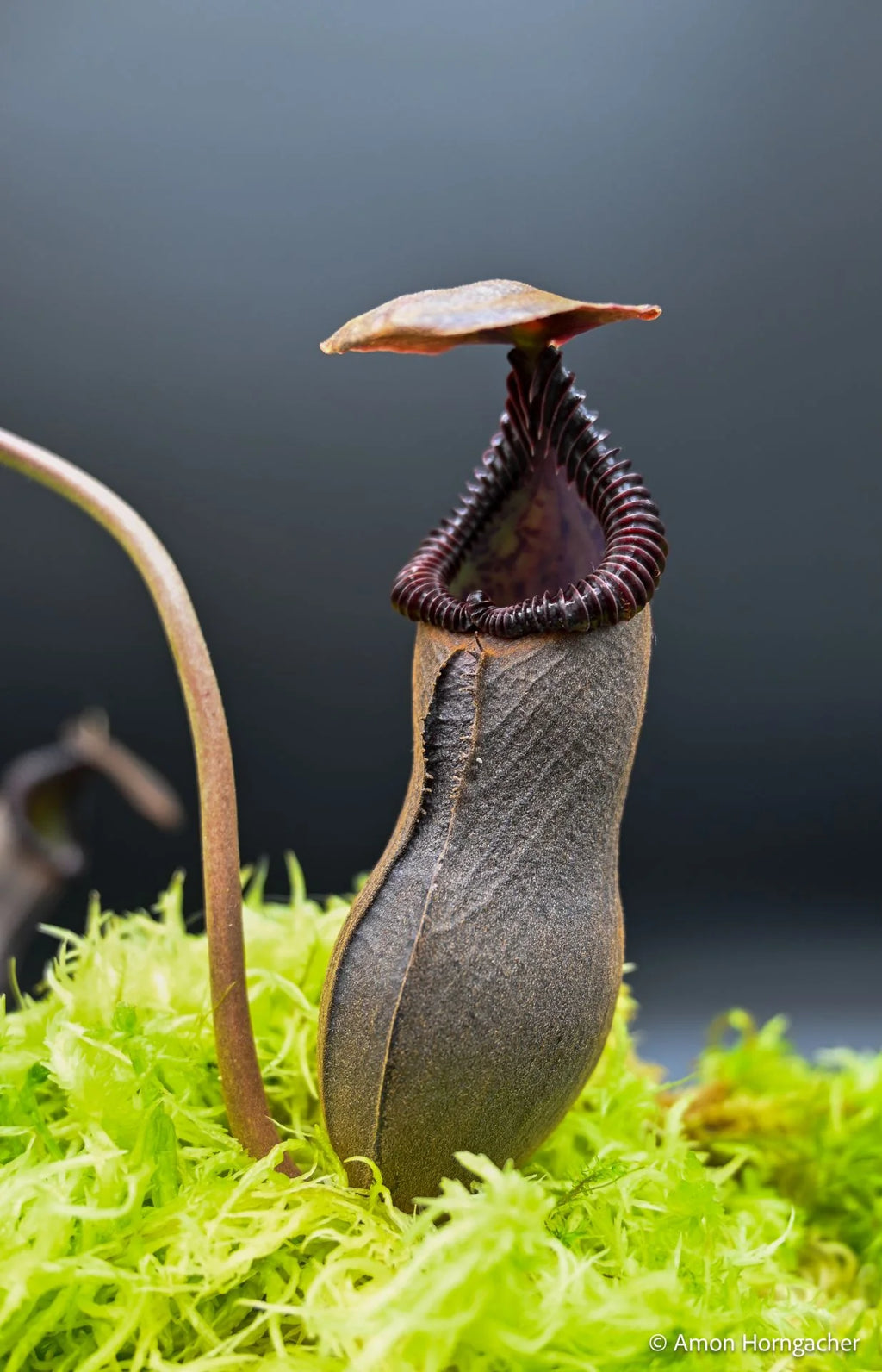 Nepenthes izumiae x edwardsiana 大森食虫植物農園