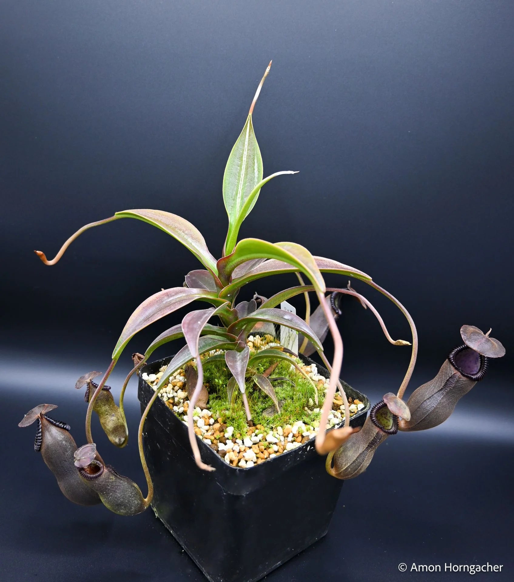 Nepenthes izumiae x edwardsiana 大森食虫植物農園