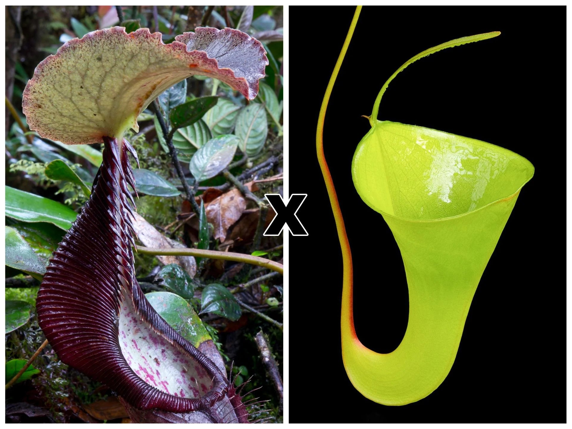 Nepenthes izumiae x inermis 大森食虫植物農園