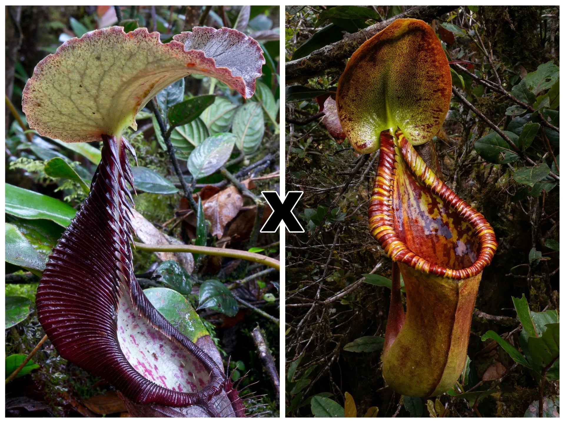 Nepenthes izumiae x trusmadiensis 大森食虫植物農園