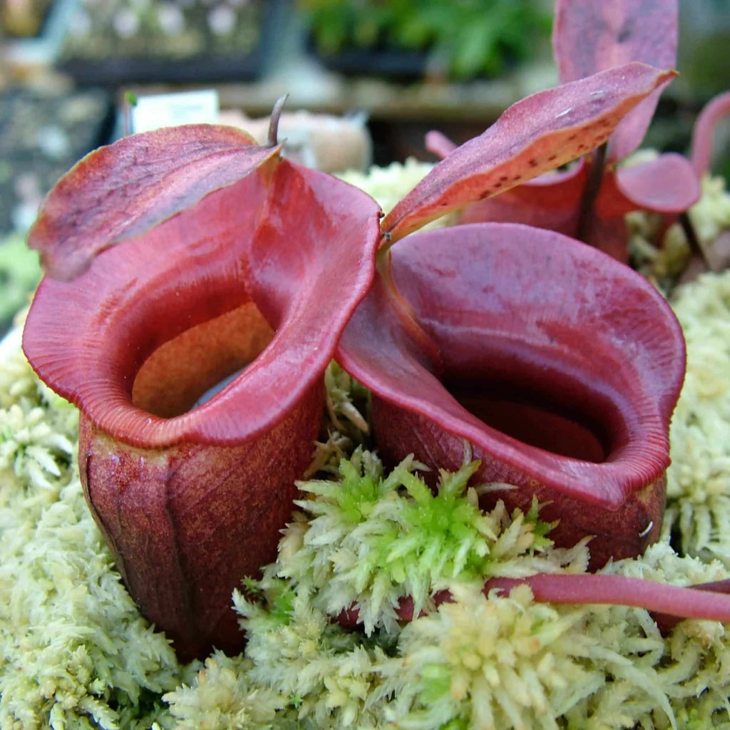 Nepenthes jacquelinae, 6-10 cm 大森食虫植物農園