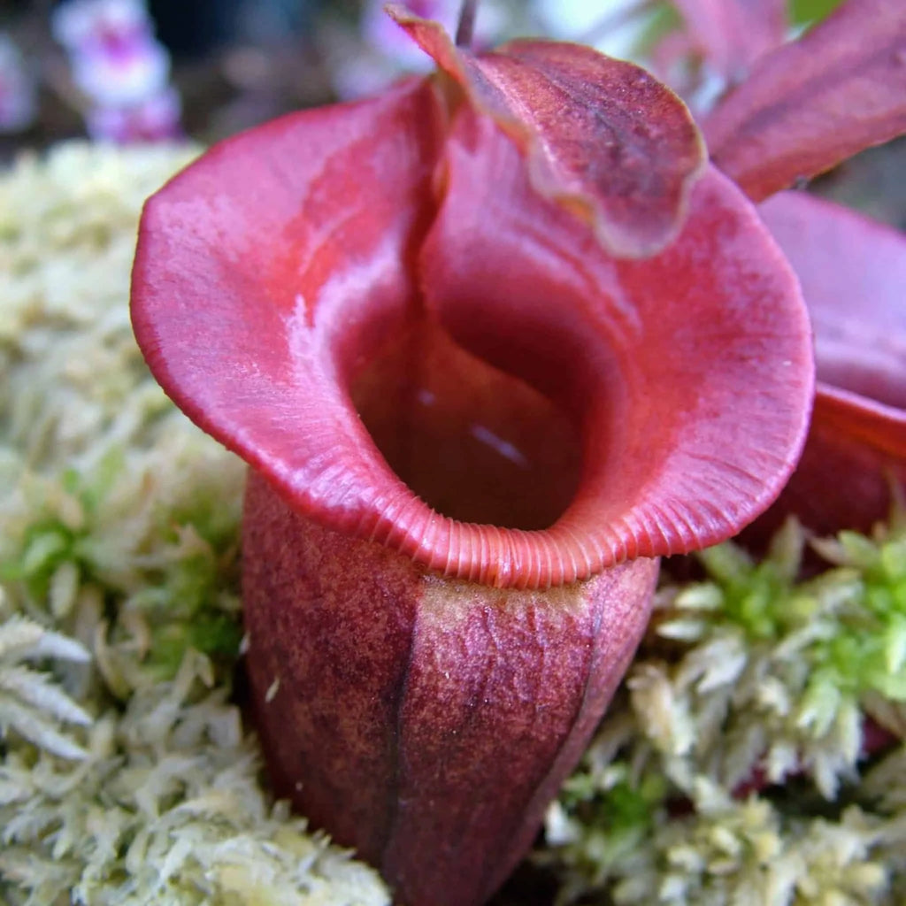 Nepenthes jacquelinae, 6-10 cm 大森食虫植物農園