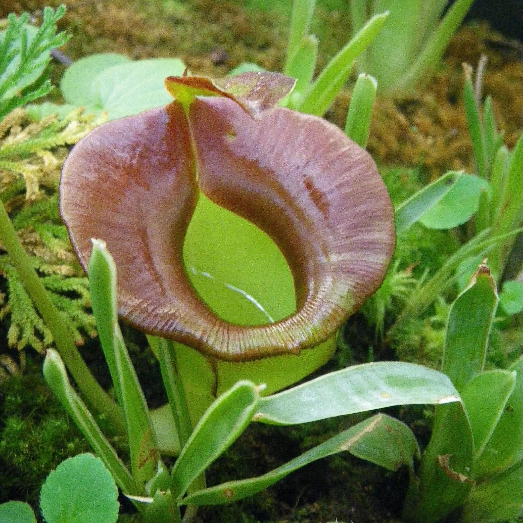 Nepenthes jacquelinae, 6-10 cm 大森食虫植物農園