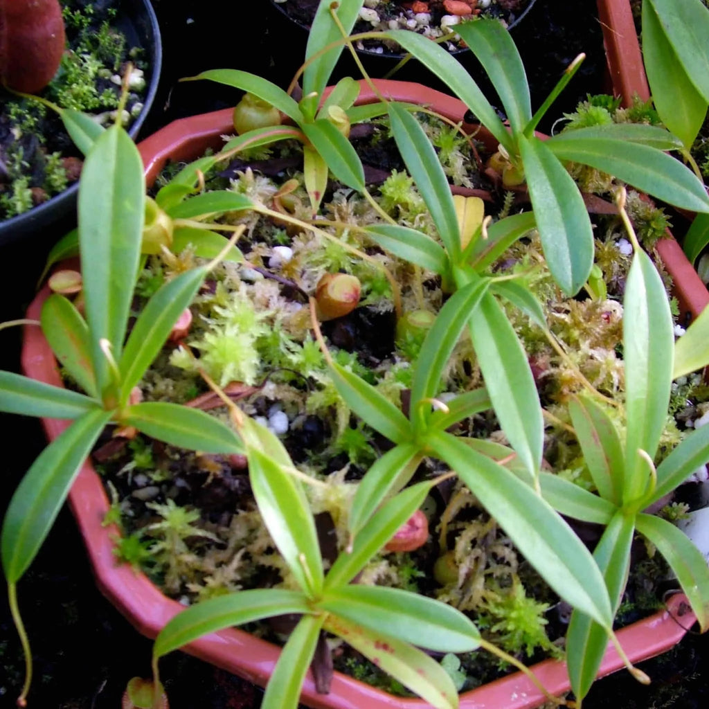 Nepenthes jacquelinae, 6-10 cm 大森食虫植物農園