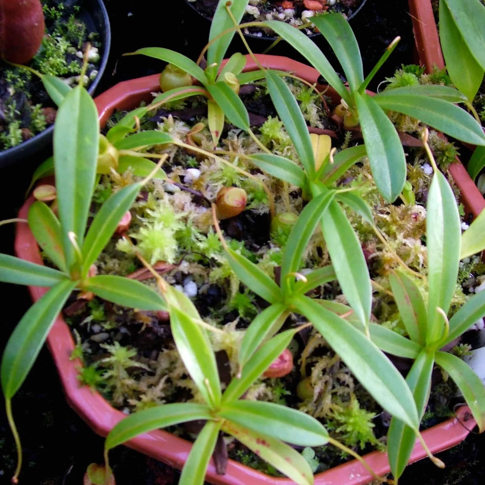 Nepenthes jacquelinae, 6-10 cm 大森食虫植物農園