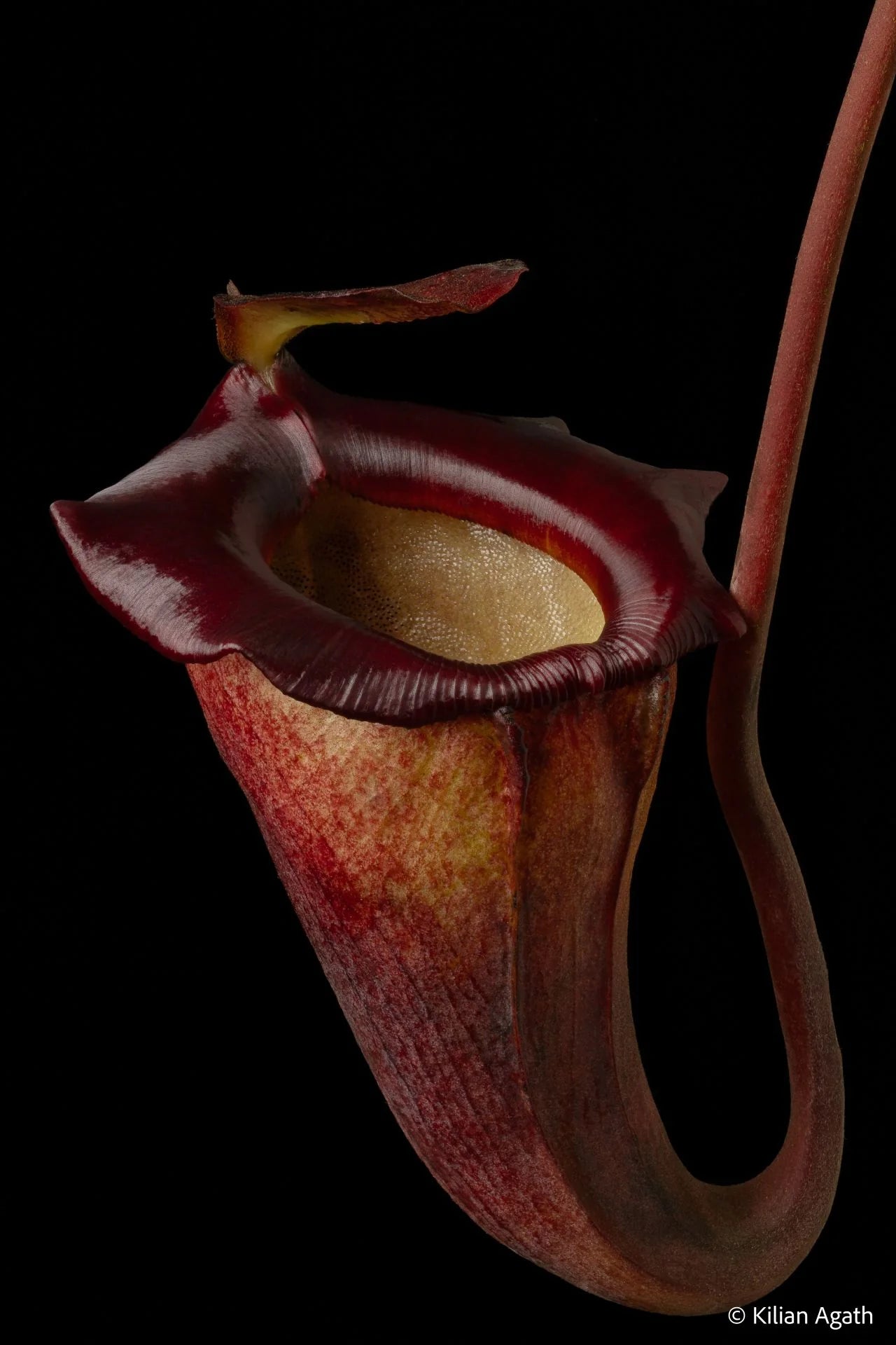 Nepenthes jacquelinae (West Sumatra) 大森食虫植物農園