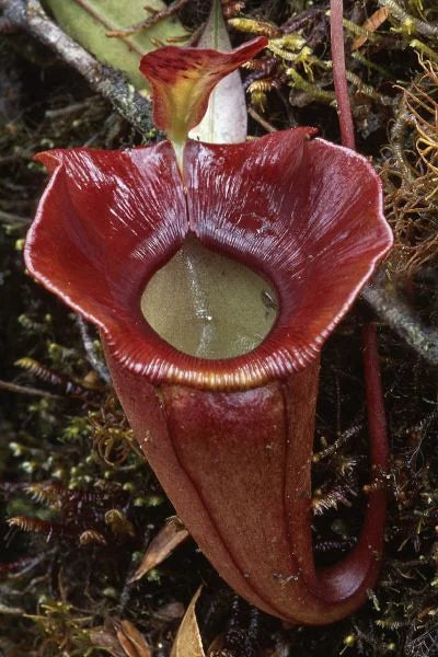 Nepenthes jacquelinae (West Sumatra) 大森食虫植物農園
