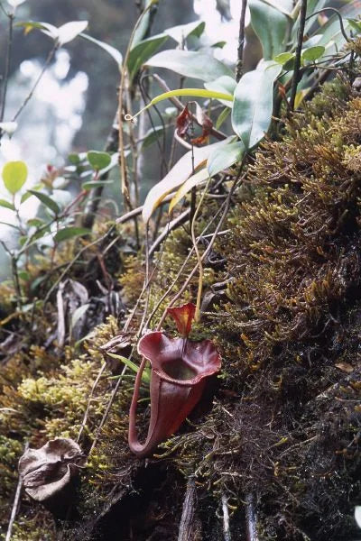 Nepenthes jacquelinae (West Sumatra) 大森食虫植物農園