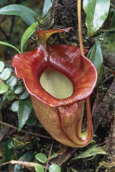 Nepenthes jacquelinae (West Sumatra) 大森食虫植物農園