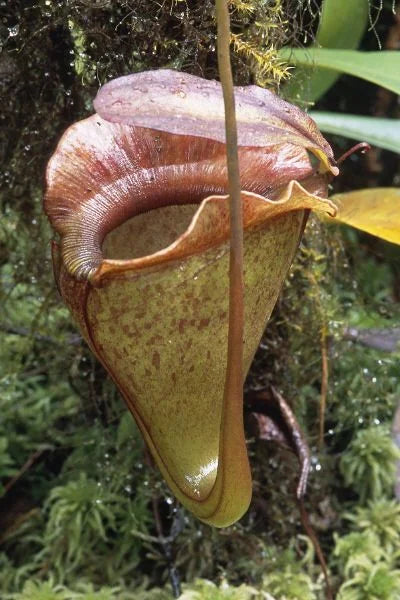 Nepenthes jacquelinae (West Sumatra) 大森食虫植物農園