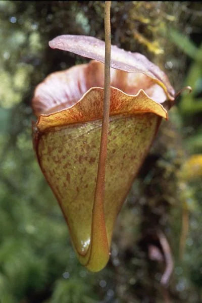 Nepenthes jacquelinae (West Sumatra) 大森食虫植物農園
