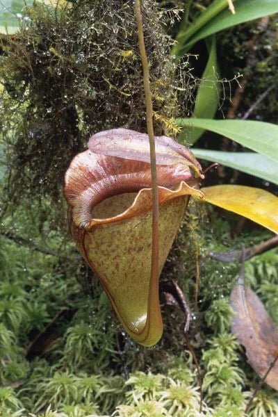 Nepenthes jacquelinae (West Sumatra) 大森食虫植物農園