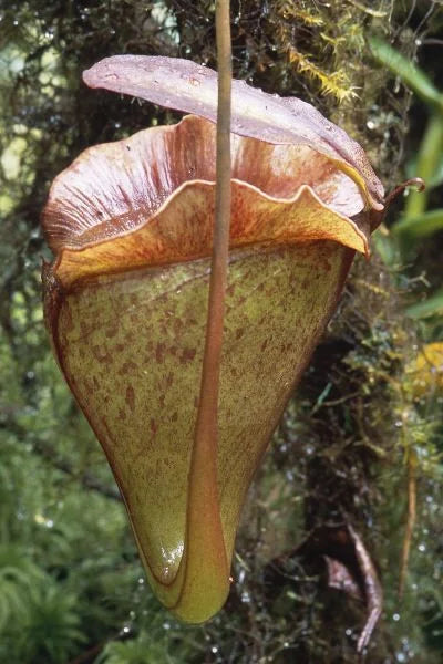 Nepenthes jacquelinae (West Sumatra) 大森食虫植物農園