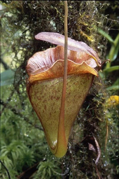 Nepenthes jacquelinae (West Sumatra) 大森食虫植物農園